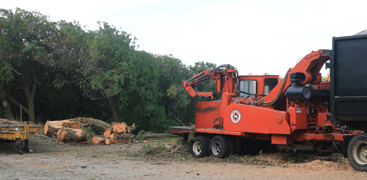 Major trees cut down.jpg